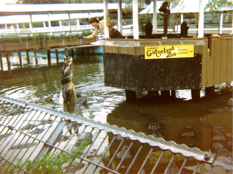 fl gatorland 01.jpg
